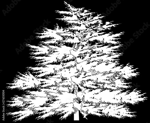 large larch tree outline isolated on black