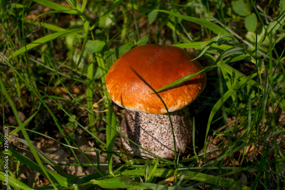 A large orange-cap boletus under the tree. Edible mushroom in nature. A large orange-cap boletus under the tree. Edible mushroom in nature.