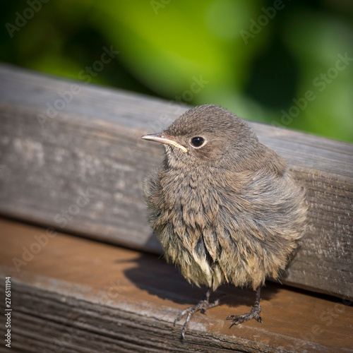 Young sparrow in the garden
