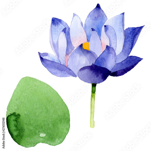 Blue lotus floral botanical flowers. Watercolor background illustration set. Isolated nelumbo illustration element.