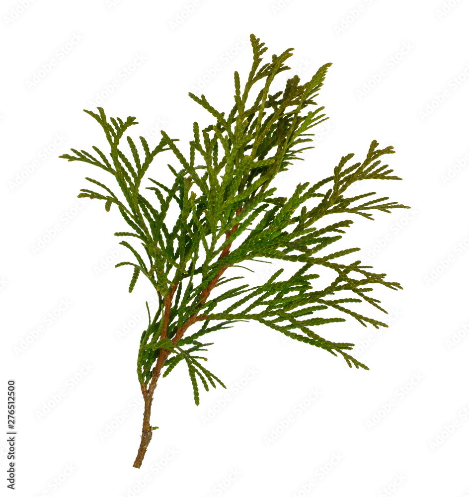 Branch of thuja tree, isolated. Foliage of Japanese Thuja tree, isolated on pure white background. Copy-space.