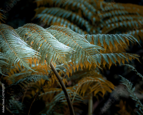 Orange and teal colored ferns