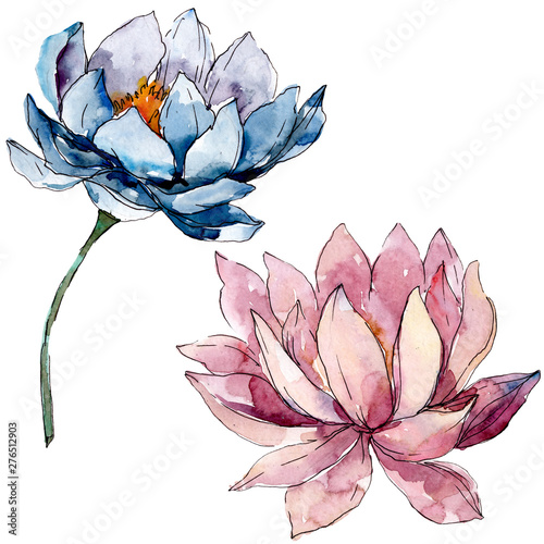 Lotus floral botanical flowers. background illustration set. Isolated nelumbo illustration element.