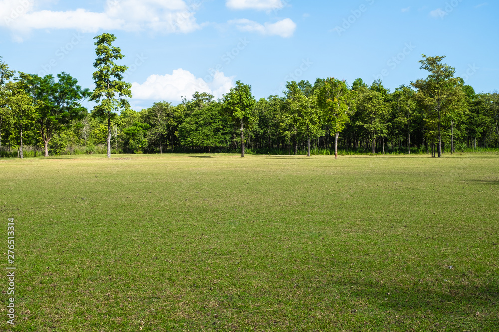 Naklejka premium Park z zielonym polem trawy, tło sceny piękny park
