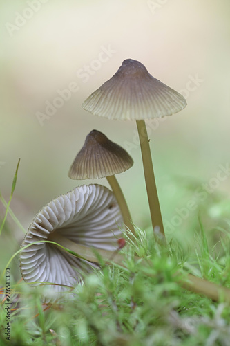 Olive edge bonnet, Mycena viridimarginata, wild mushroom from Finland