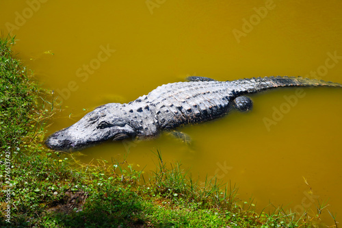 Florida Alligator