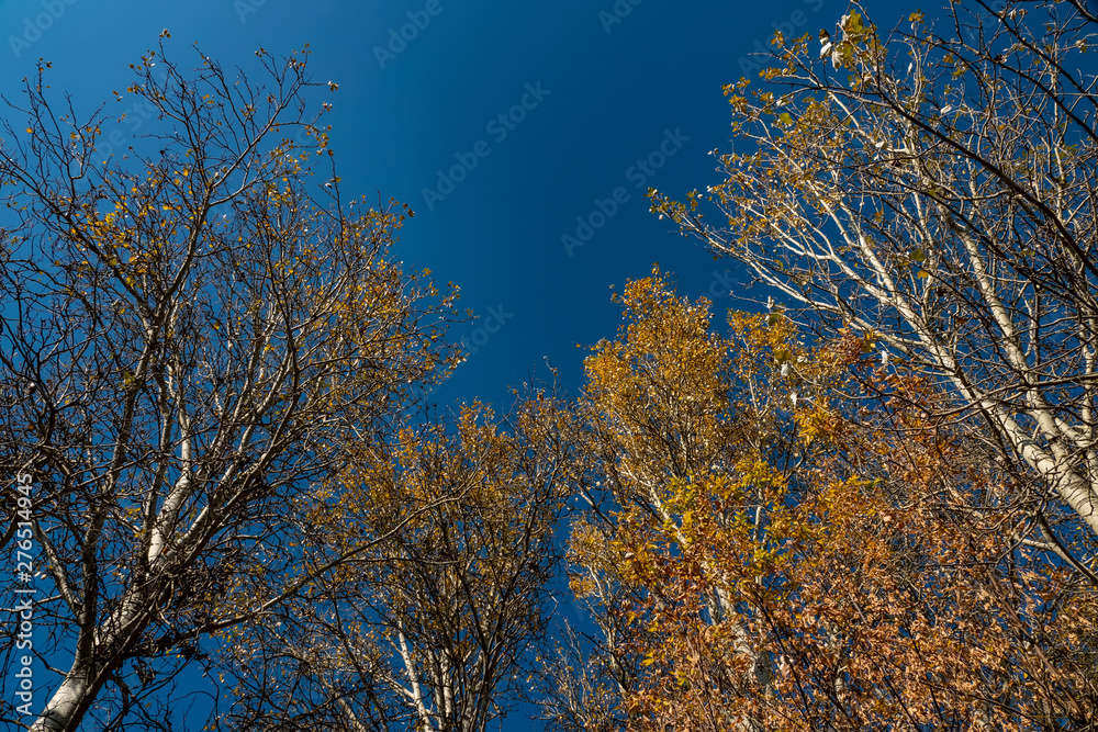trees with yellow and golden foliage against a blue sky on a sunny day in the deciduous forest. trees with yellow and golden foliage against a blue sky on a sunny day in the deciduous forest.