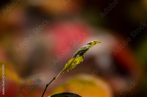 Green leaf of a tree on a blurred bright background on a sunny day. © APHOTOSTUDIO