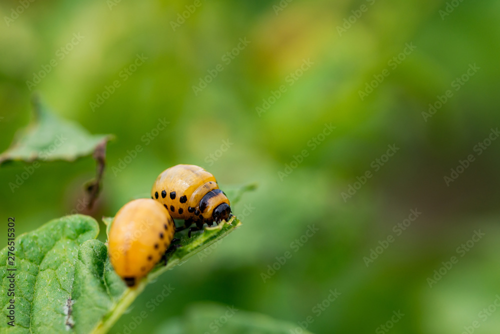 The larvae of Colorado beetle devours the potato tops The larvae of Colorado beetle devours the potato tops
