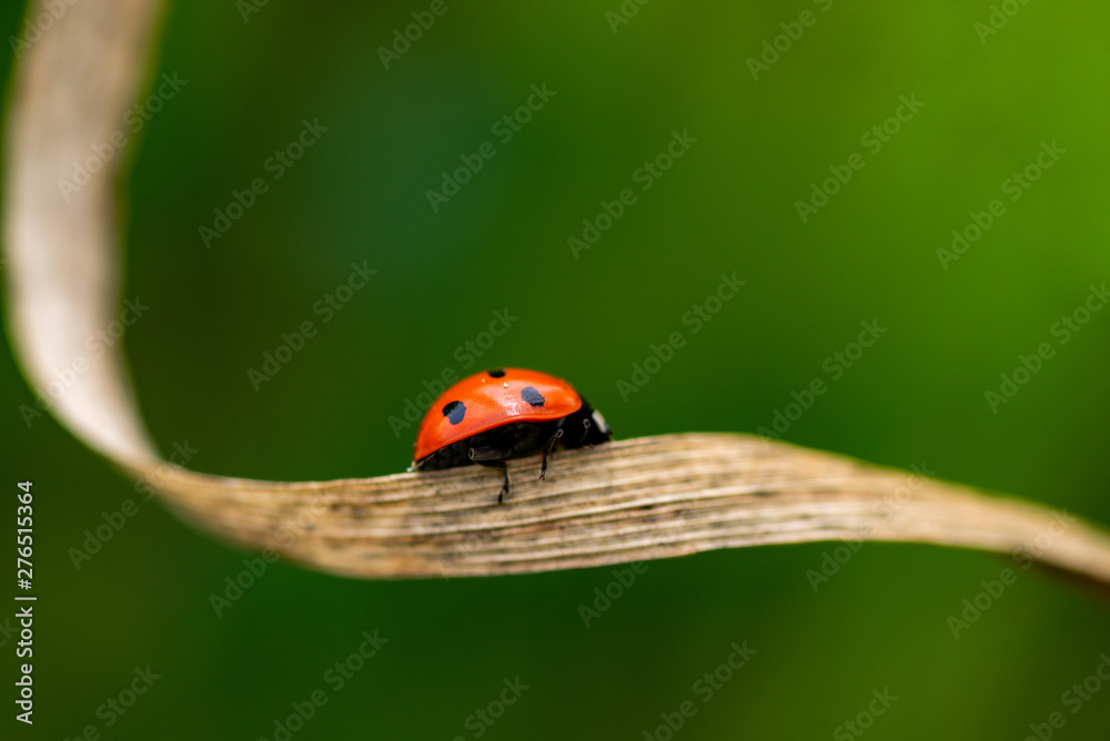 Fototapeta premium Ladybug on the grass macro