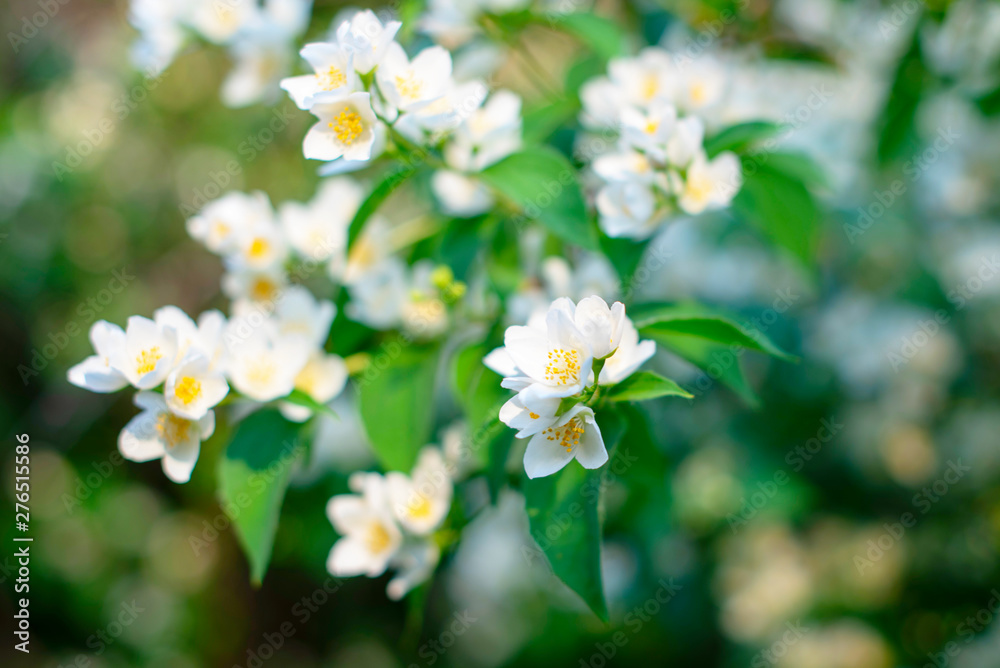 close up of jasmine flowers in a garden