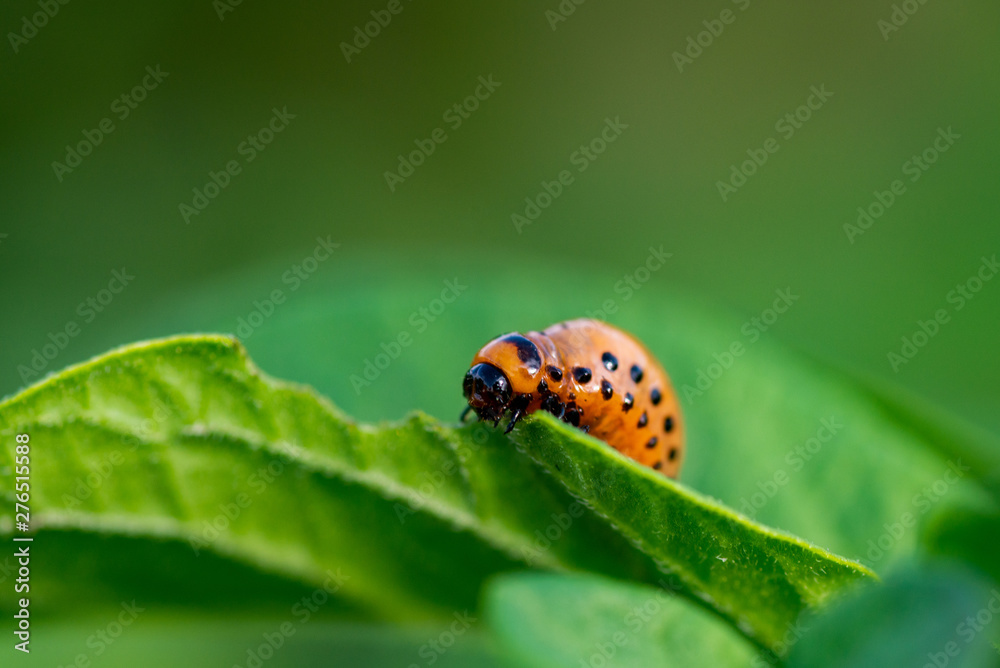 The larvae of Colorado beetle devours the potato tops The larvae of Colorado beetle devours the potato tops