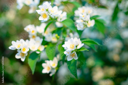 close up of jasmine flowers in a garden