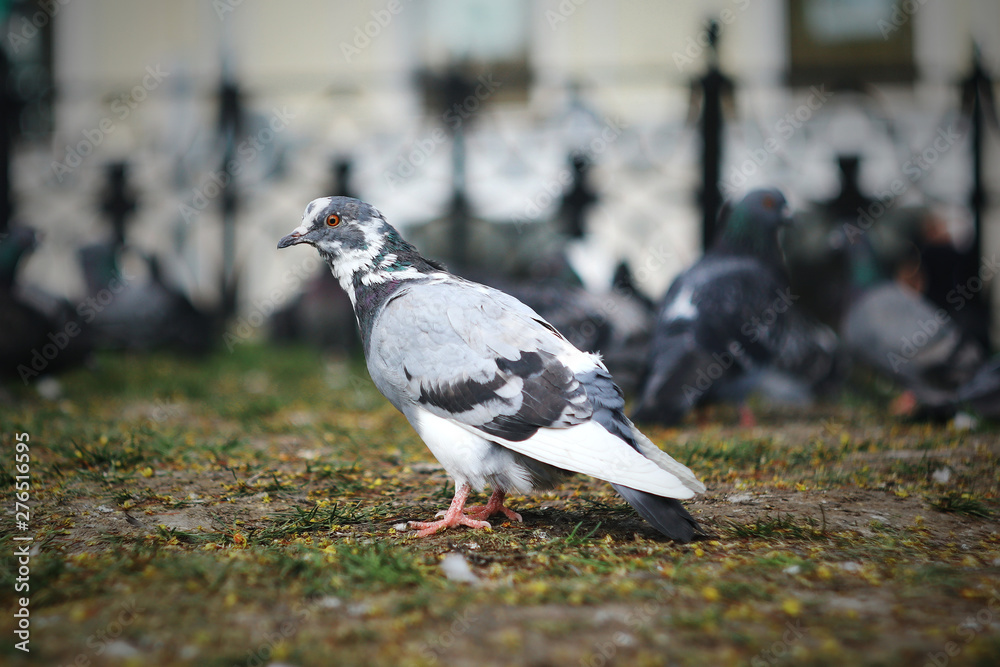 Fototapeta premium pigeon on the ground