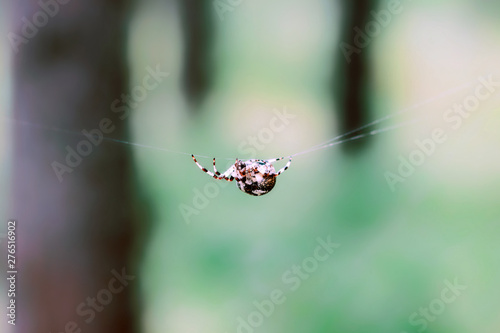 spider on a web © Артем Гатин