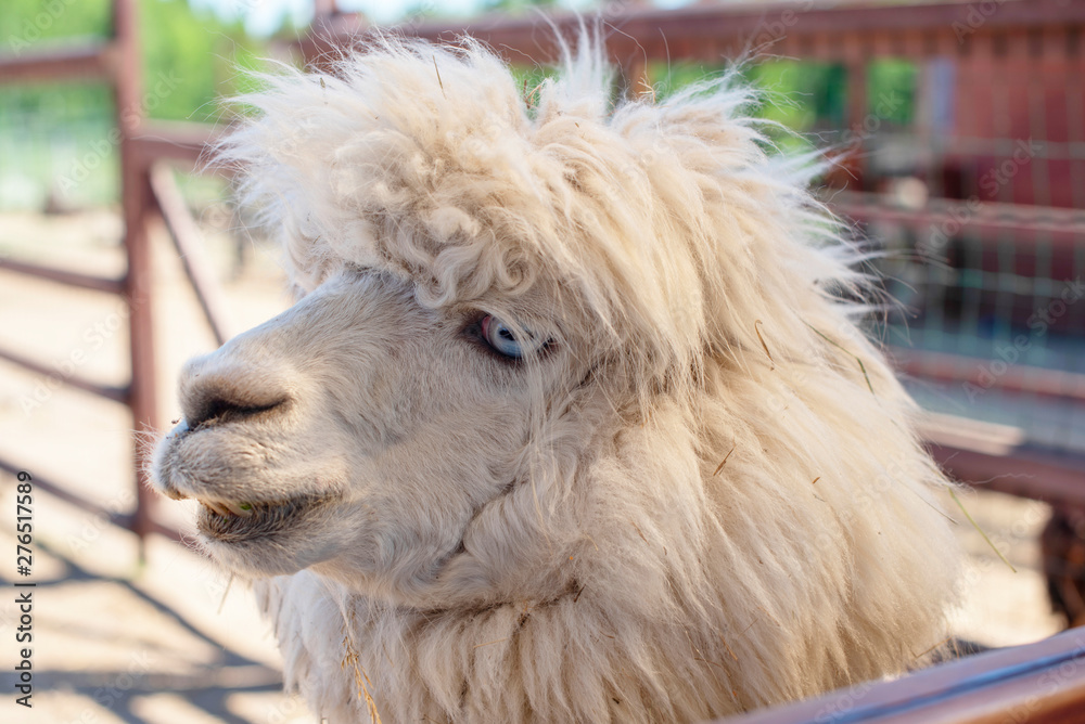 portrait of cute white Alpaca