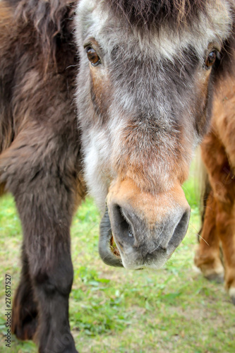 Portrait eines Ponny