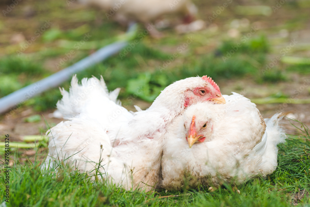 Two chicken chickens sleeping on the grass