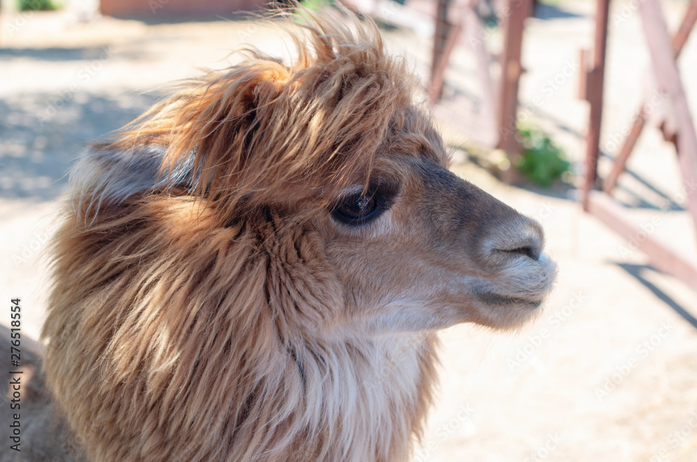 Fototapeta premium close up portrait of cute brown Alpaca