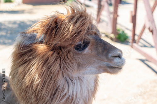close up portrait of cute brown Alpaca