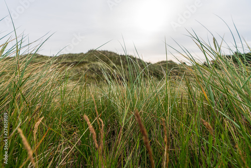 Salzwiesen in Sankt Peter Ording