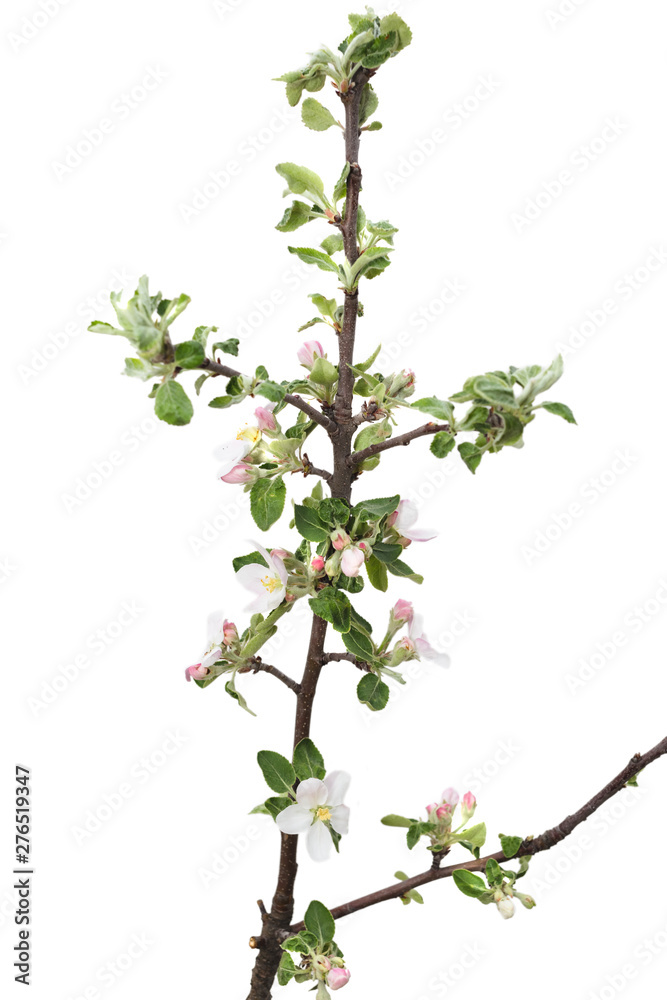 Young apple tree isolated on white background.