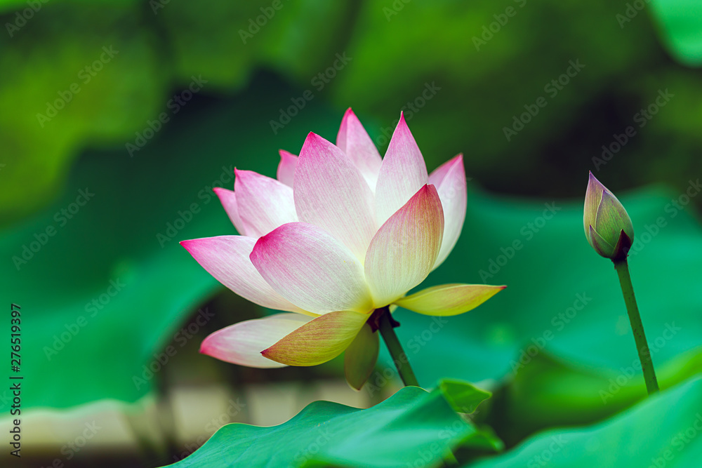 Obraz premium 蓮の花