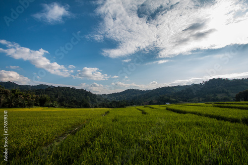 Rice terraces in Thailand