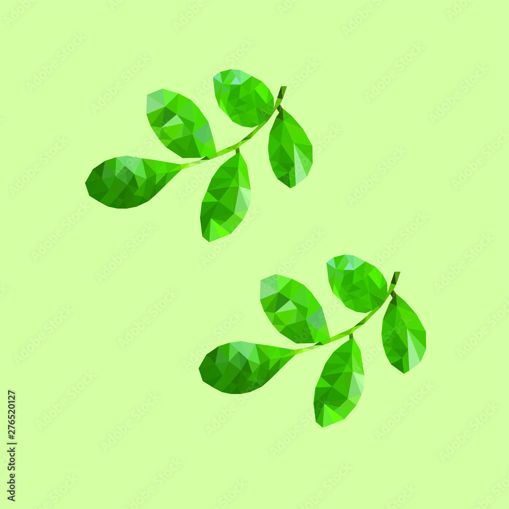 branch with green leaves isolated on white branch with green leaves isolated on white