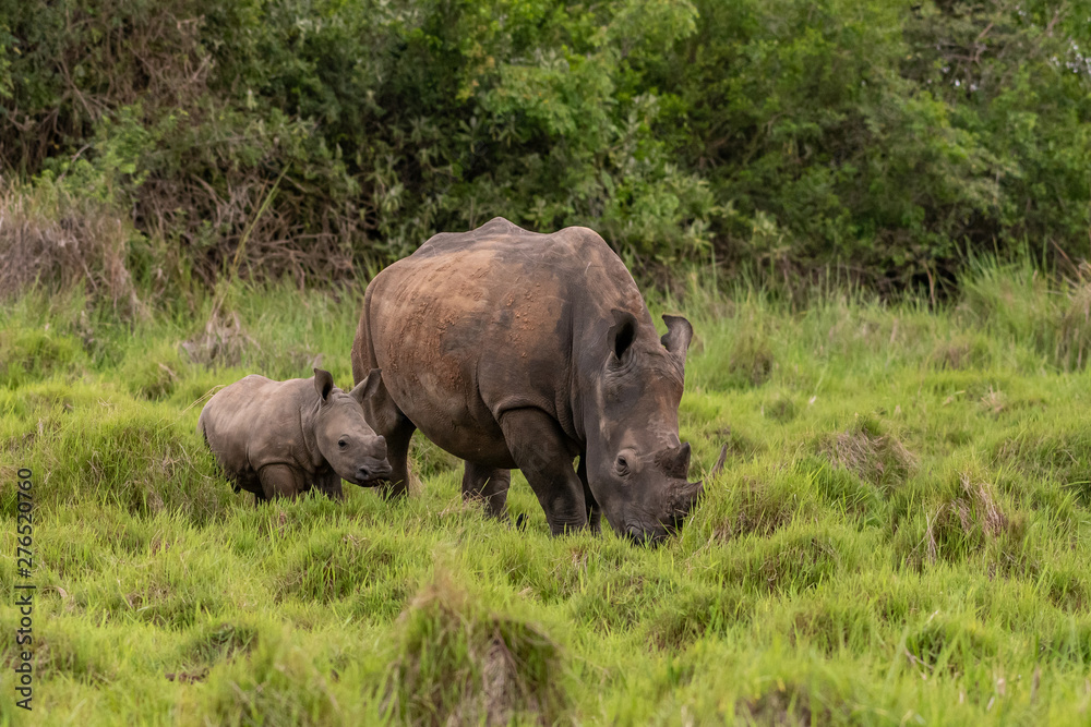 White rhinoceros (Ceratotherium simum) with calf in natural habitat, South Africa White rhinoceros (Ceratotherium simum) with calf in natural habitat, South Africa