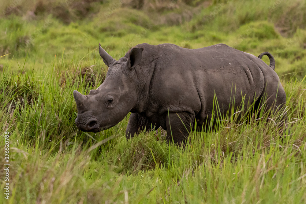 Obraz premium White rhinoceros (Ceratotherium simum) with calf in natural habitat, South Africa