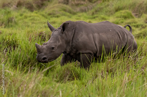 White rhinoceros  Ceratotherium simum  with calf in natural habitat  South Africa