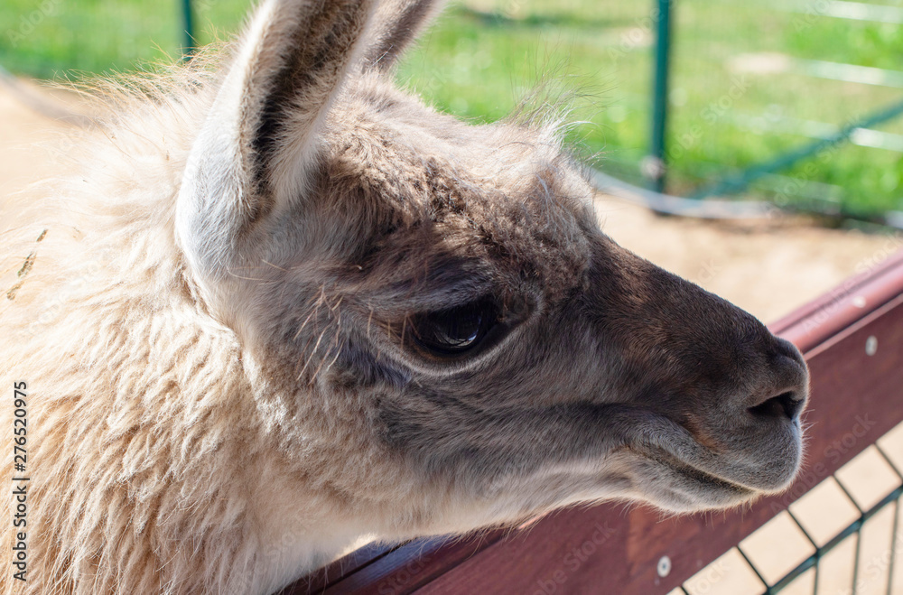 Obraz premium portrait of a lama