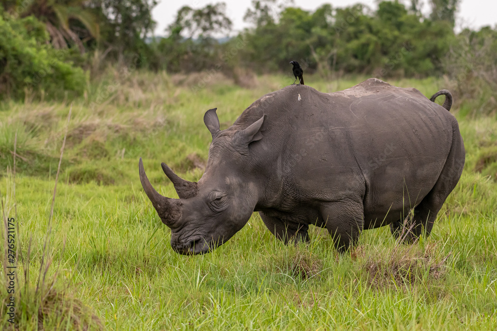 White rhinoceros (Ceratotherium simum) with calf in natural habitat, South Africa White rhinoceros (Ceratotherium simum) with calf in natural habitat, South Africa
