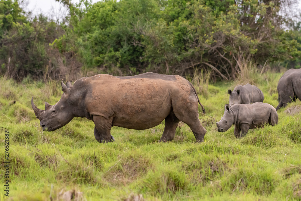 White rhinoceros (Ceratotherium simum) with calf in natural habitat, South Africa White rhinoceros (Ceratotherium simum) with calf in natural habitat, South Africa