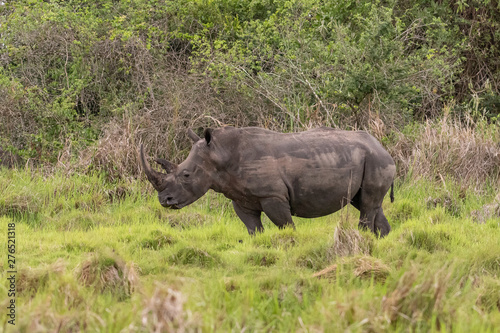 White rhinoceros (Ceratotherium simum) with calf in natural habitat, South Africa