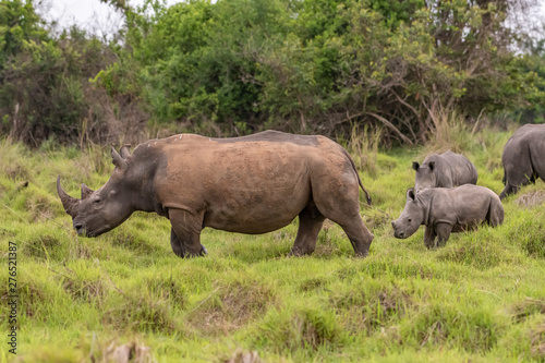 White rhinoceros (Ceratotherium simum) with calf in natural habitat, South Africa