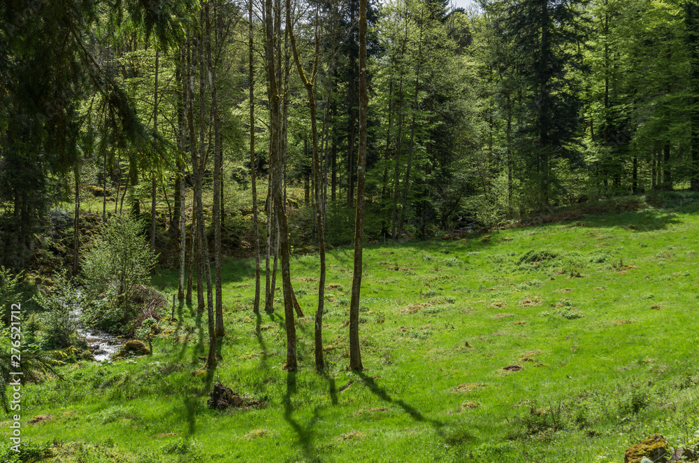 Fototapeta premium Neuviller-la-Roche 42