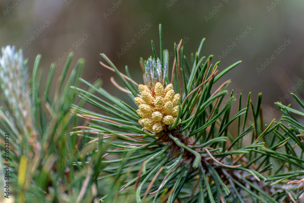 Pine cone in Andorra. Pine cone in Andorra.