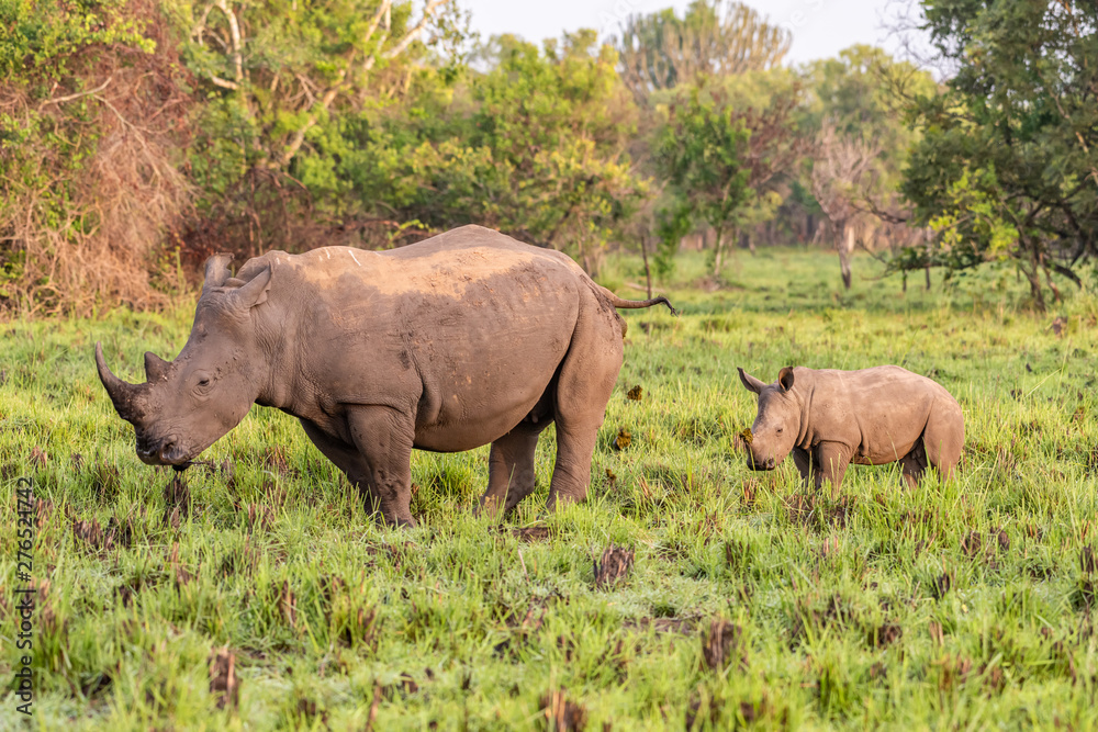 White rhinoceros (Ceratotherium simum) with calf in natural habitat, South Africa White rhinoceros (Ceratotherium simum) with calf in natural habitat, South Africa