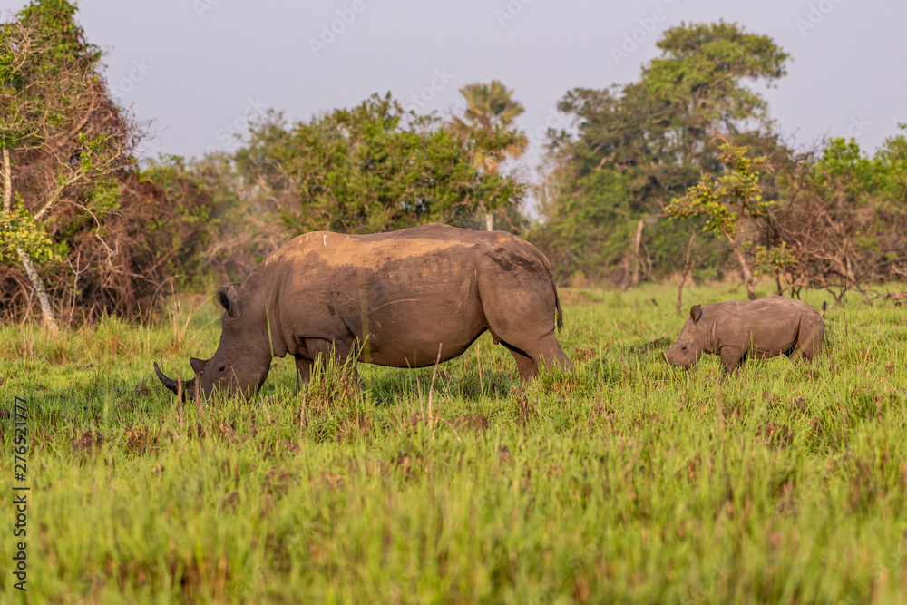 Obraz premium White rhinoceros (Ceratotherium simum) with calf in natural habitat, South Africa