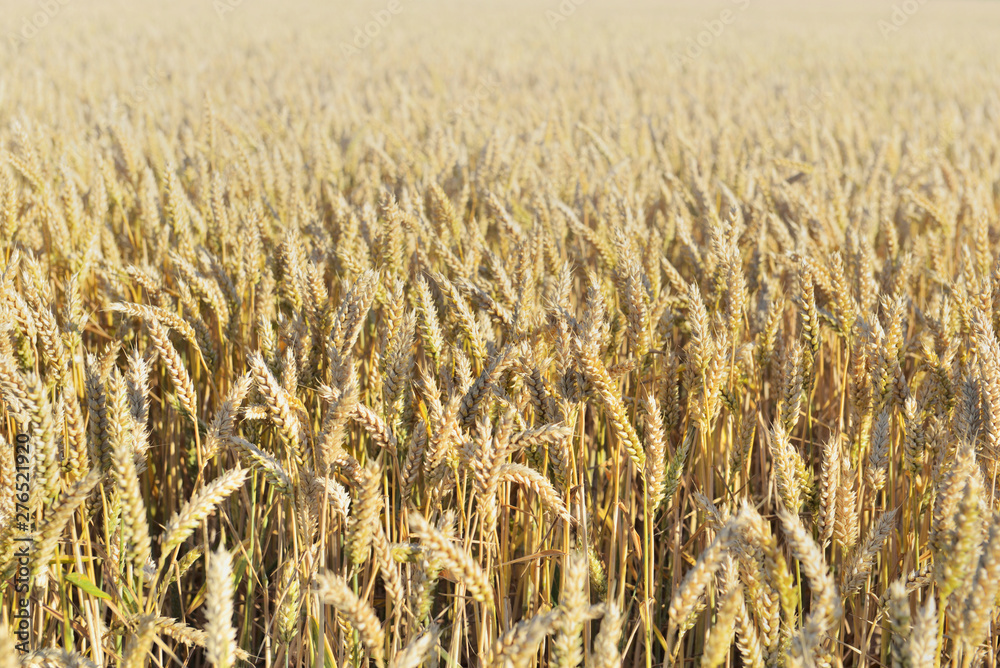 golden ripe wheat growing in a field - obrazy, fototapety, plakaty 