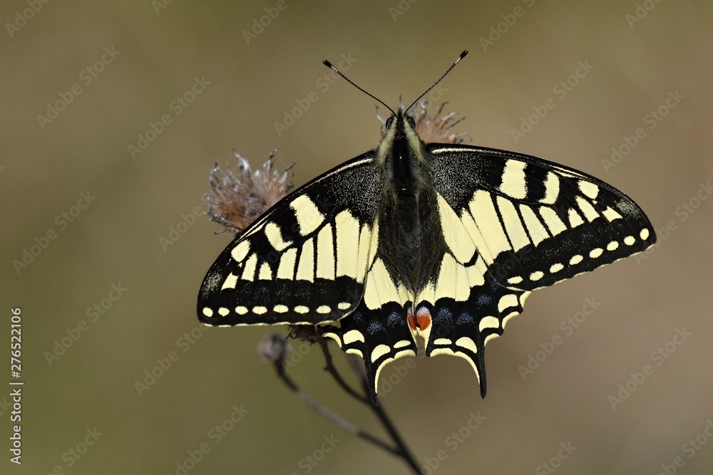 Fototapeta premium Fennel swallowtail