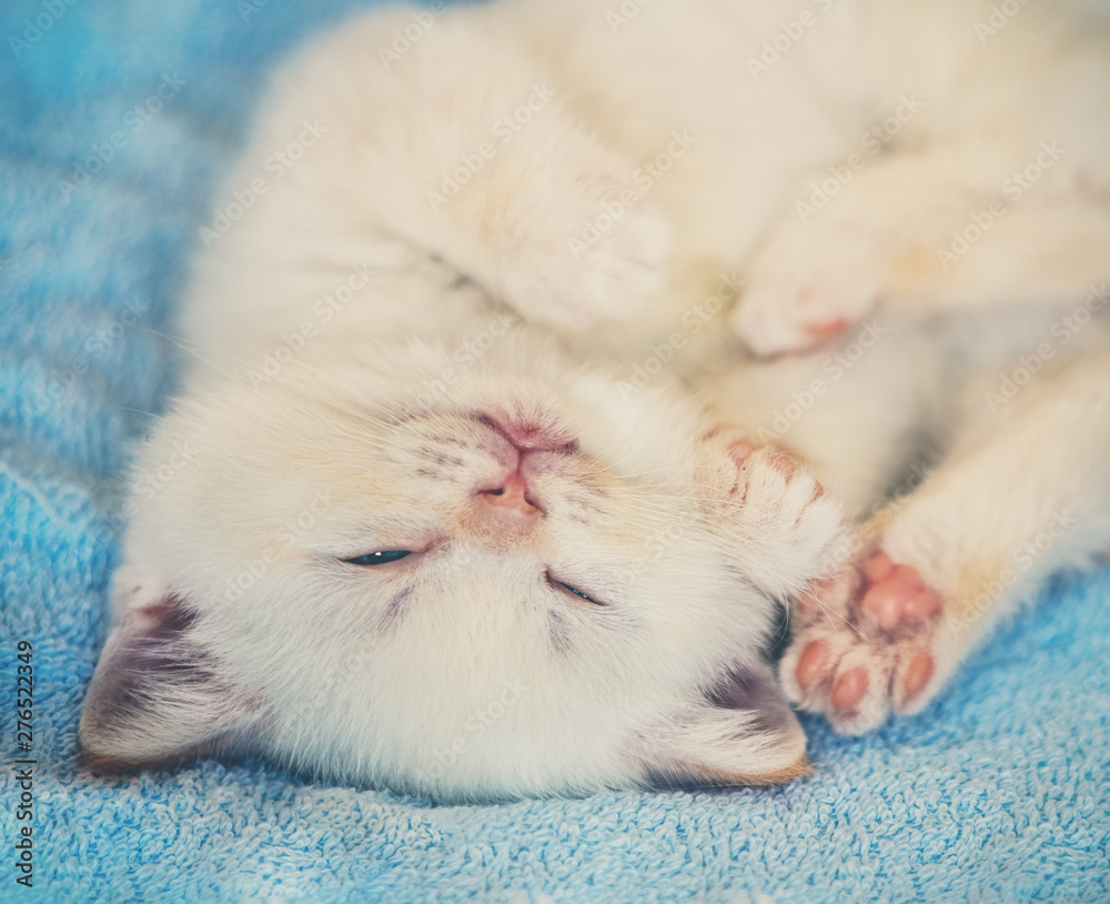 Happy cute little kitten sleeping on a soft blue blanket Happy cute little kitten sleeping on a soft blue blanket