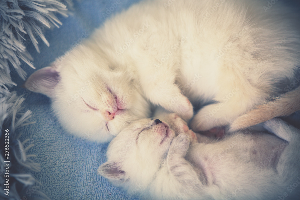 Little kitten sleeping with newborn kitten on a blanket in the shape of a heart Little kitten sleeping with newborn kitten on a blanket in the shape of a heart