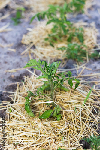 Young mulched tomatoes on the garden in sandy soil