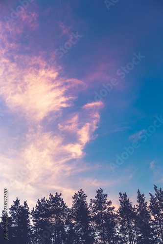 Sky with clouds and the tops of coniferous forest