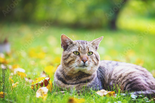 Cat lying down on the fallen leaves in autumn, enjoying fine weather