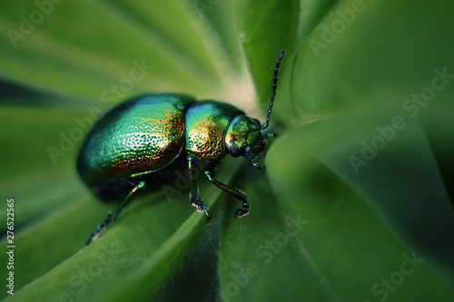 green beetle on leaf