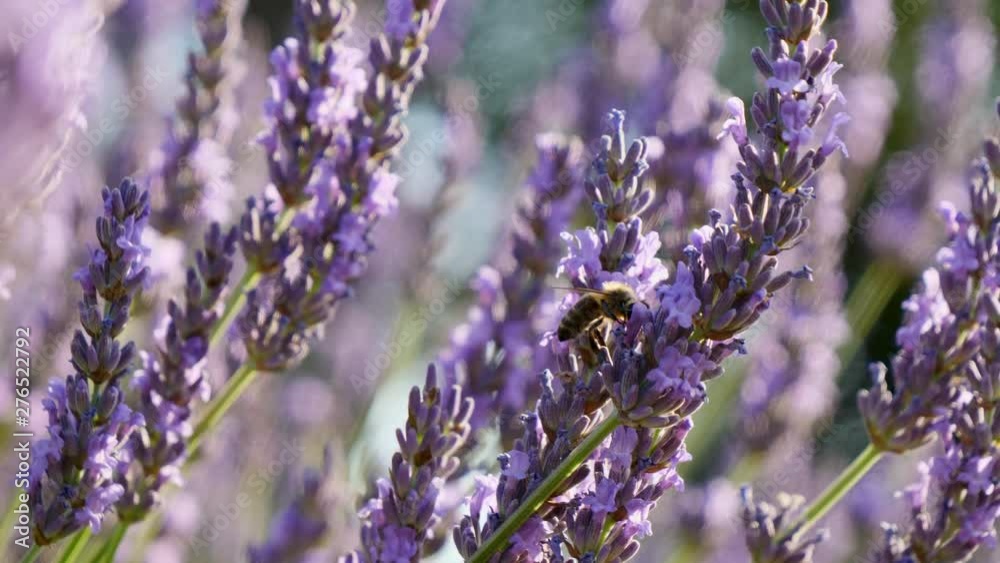 abeille et fleur de lavande, macro vidéo 4k